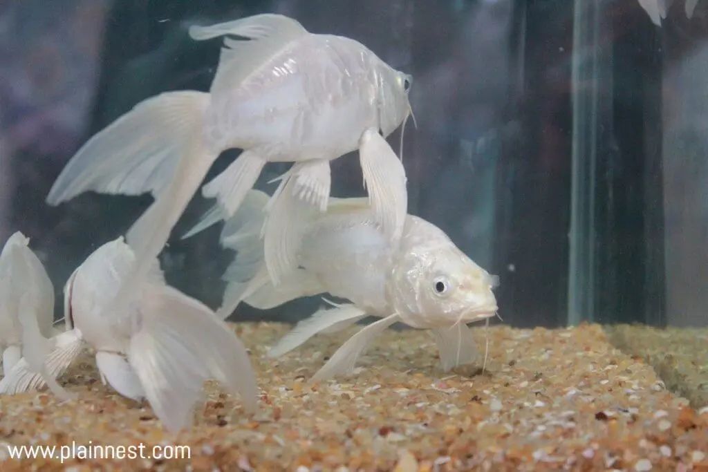 Fish tank in the kitchen