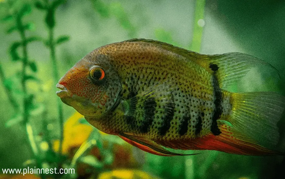 Fish tank in the kitchen
