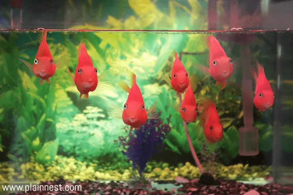 Fish tank in the kitchen